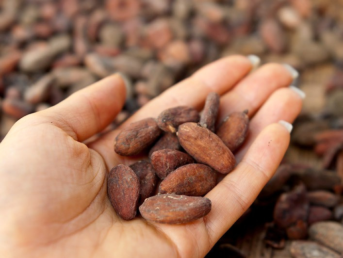 В спасение плантаций какао-бобов будет инвестировано порядка $1 млрд